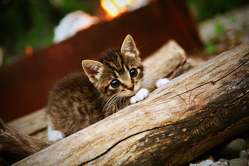 零下五度，奥地利队冷门背后的汗的温度