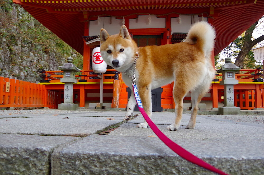 双重奏,当温布利绝杀响彻云霄,许昕正拍出金色弧线