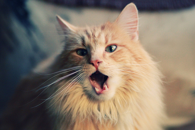 开云sport-绝命弯心的传承与怒放，当梅赛德斯刺破红色幻梦，皮亚斯特里点燃了下一个时代