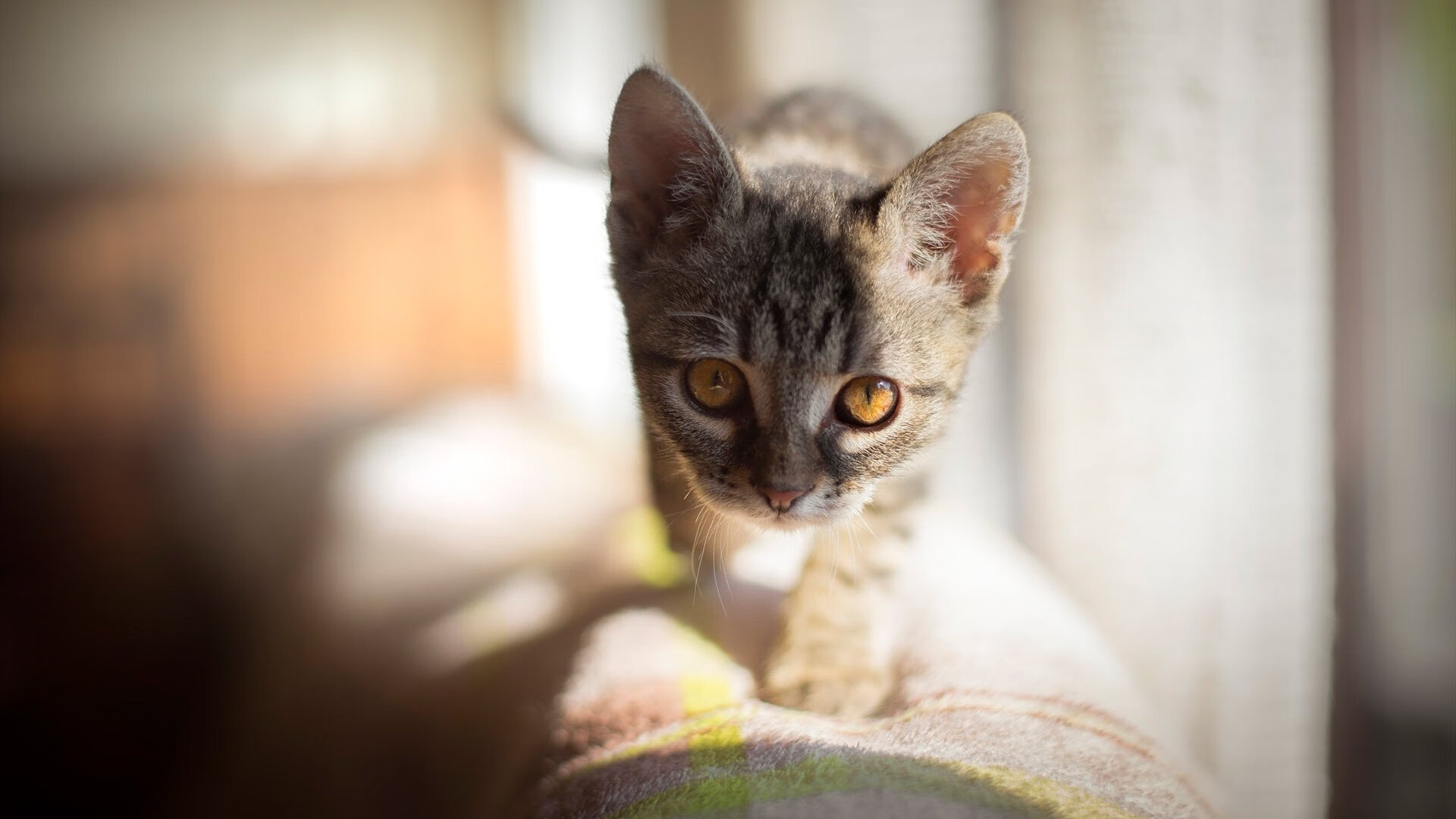 跨国血脉与欧冠神迹，非洲足球的无声革命