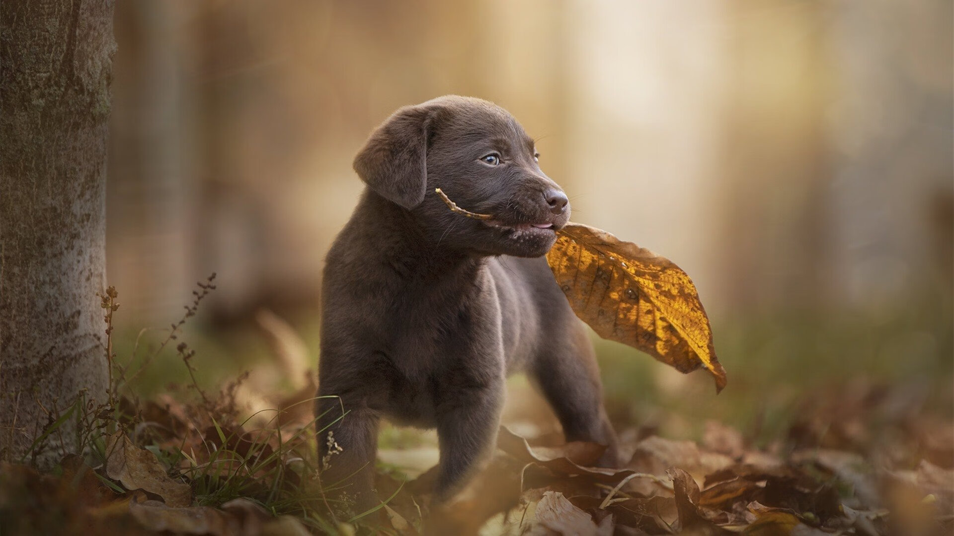 黄潜艇的精密齿轮,如何吞噬了大黄蜂的关键先生?