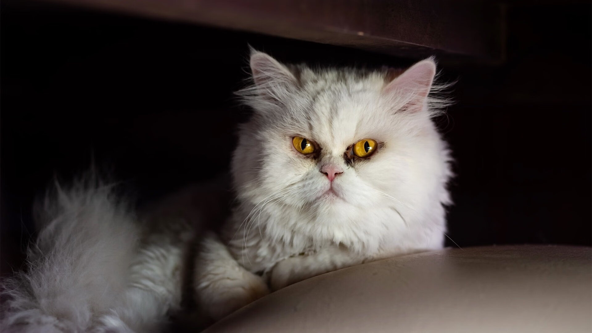 开云体育中国-当桑巴军团遭遇红牛能量，系统错误中的永恒萨卡