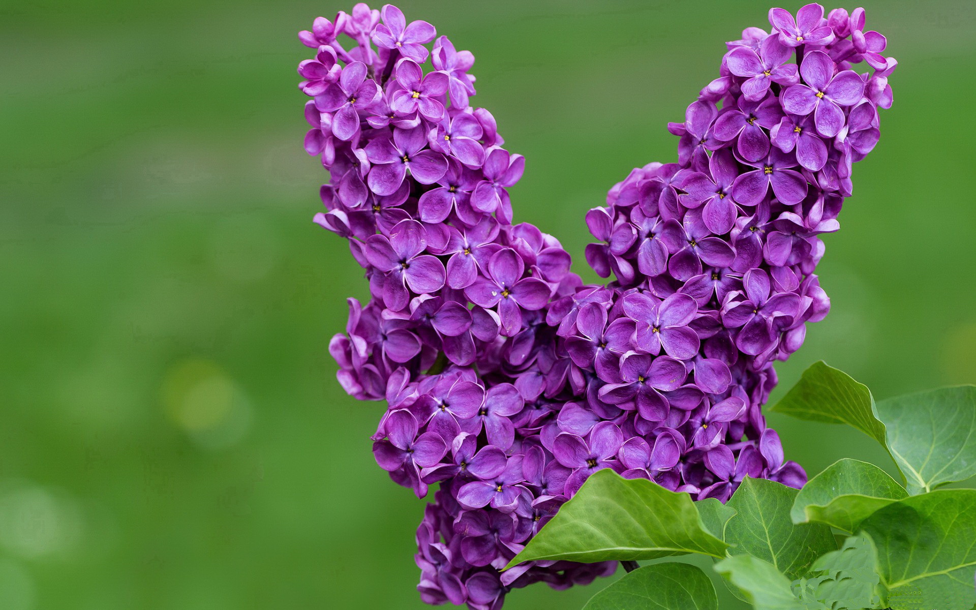 开云体育平台APP-绿茵场与地缘棋局，两种扛起背后的文明博弈