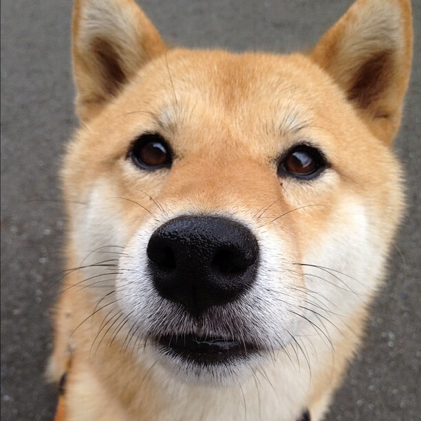 马刺稳如磐石胜骑士,索汉字母哥化成破局奇兵