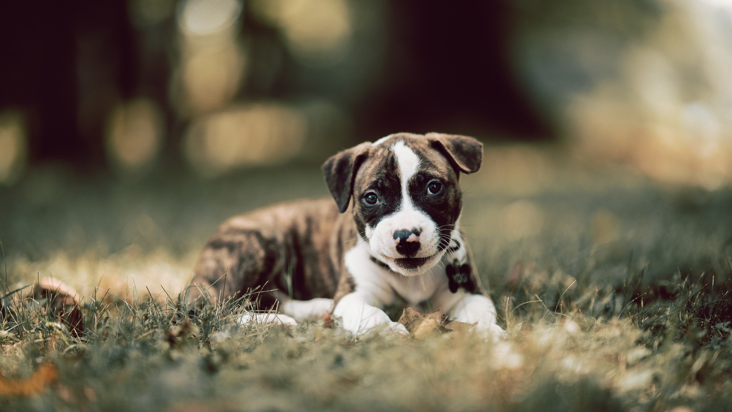 绿茵场的非对称美学,当加纳制霸韩国,穆勒在另一端无人可挡