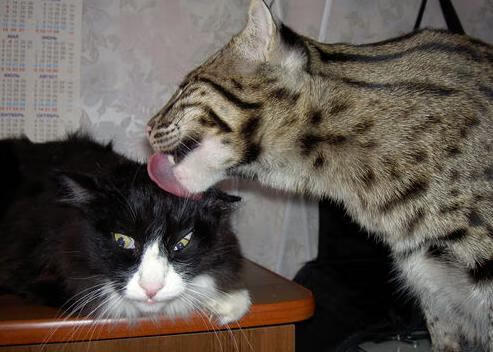 弦乐四重奏与独奏大提琴,当火箭的团队风暴中崛起爱德华兹的大场面咏叹