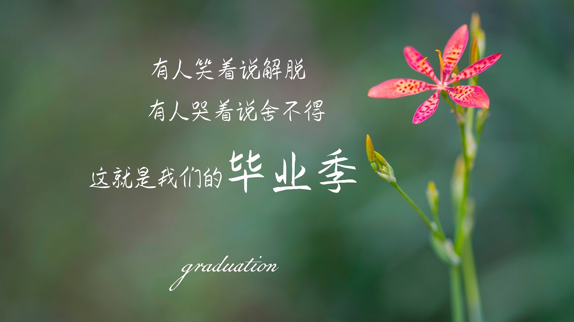 孤星闪耀,2026世界杯E组,波兰钢铁防线压制加纳,努涅斯独舞与替补奇兵书写唯一剧本